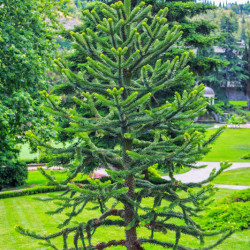 ARAUCARIA araucana - Désespoir du singe