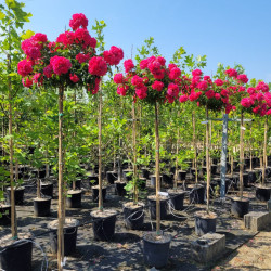 Rosa haute tige 'Emera' ® - noa907500