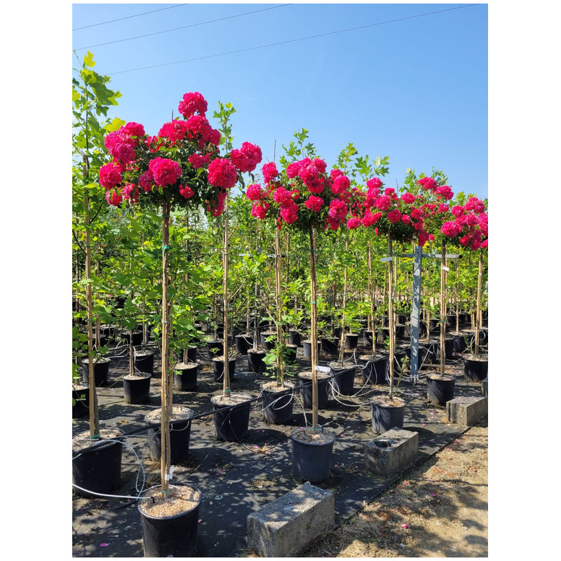 Rosa haute tige 'Emera' ® - noa907500