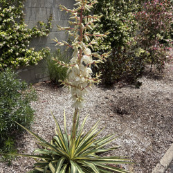 Yucca filamentosa 'Bright edge' - Yucca filamenteux