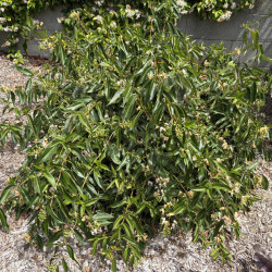 Lonicera Marinella® - Chèvrefeuille arbustif