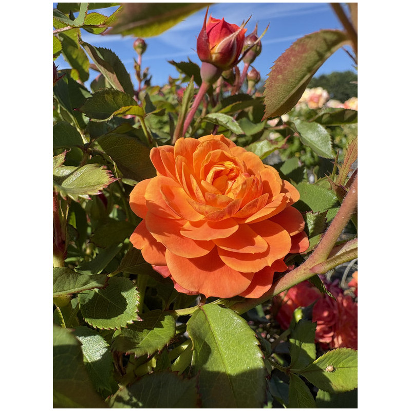 Rosa 'Don pacello' ®
