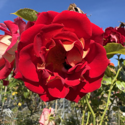 Rosa 'Ketchup and mustard' ®