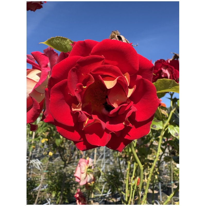 Rosa 'Ketchup and mustard' ®
