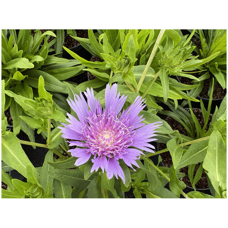 Stokesia laevis 'Klaus Jelitto'