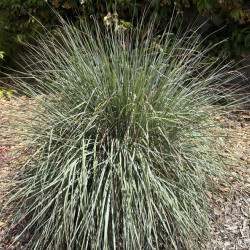 Muhlenbergia capillaris 'Ruby' en plein été