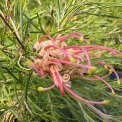 Grevillea juniperina 'Killer Frost'