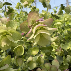 Origanum 'Kent Beauty'