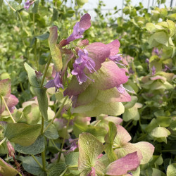 Origanum 'Kent Beauty'