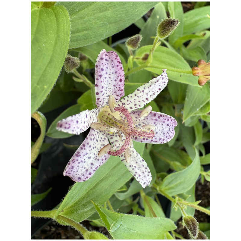 Tricyrtis hirta 'Pink Freckles'