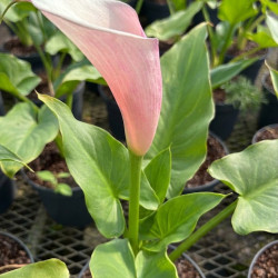 Zantedeschia 'Flamingo'