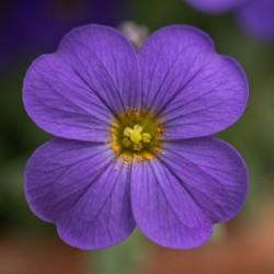 Aubrieta gracilis ' Kittie Blue ®' - Aubriète