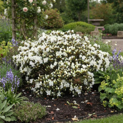 Azalea japonica 'Adonis' - Azalée du Japon