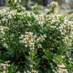Baccharis magellanica