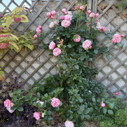 Rosa (grimpant) 'L'Alhambra' ® - Rosier
