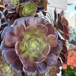Aeonium arborescens 'Tip top'