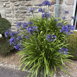 Agapanthus ‘Brilliant Blue' ® - ’Aga0451’ - Agapanthe