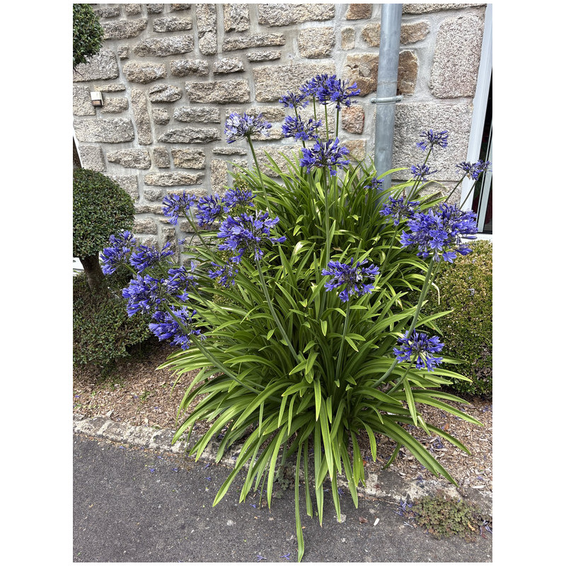 Agapanthus ‘Brilliant Blue' ® - ’Aga0451’ - Agapanthe
