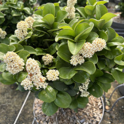 Ligustrum japonicum 'Coriaceum' - Troène du Japon