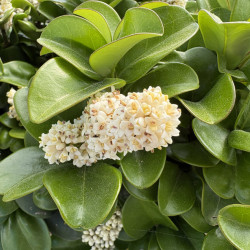 Ligustrum japonicum 'Coriaceum' - Troène du Japon