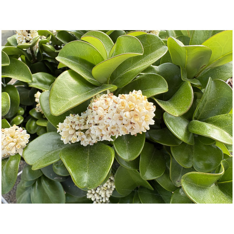 Ligustrum japonicum 'Coriaceum' - Troène du Japon
