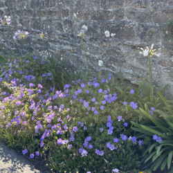 Geranium 'Rozanne'