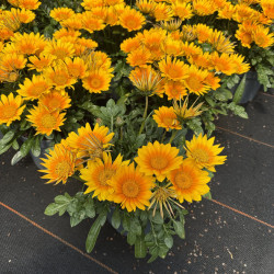 Gazania 'Suncarpet'®