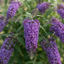 Buddleia lindleyana - Arbre aux papillons