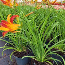 Hemerocallis 'Mary Gunter' - lis d'un jour