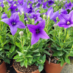 Platycodon grandiflorum 'Pop Star Blue'