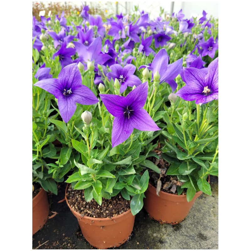 Platycodon grandiflorum 'Pop Star Blue'