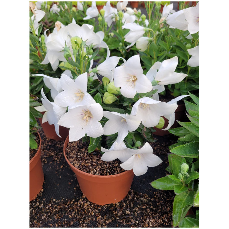 Platycodon grandiflorum 'Pop Star White'