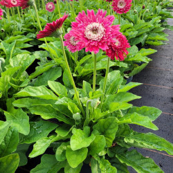 Gerbera Garvinea® 'Majestic burgundy'
