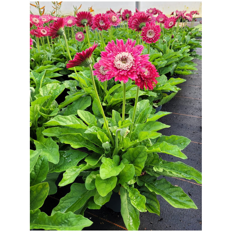Gerbera Garvinea® 'Majestic burgundy'