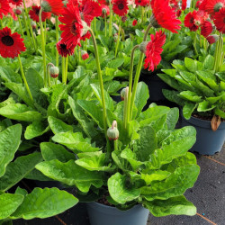 Gerbera Garvinea® 'Sweet chili'