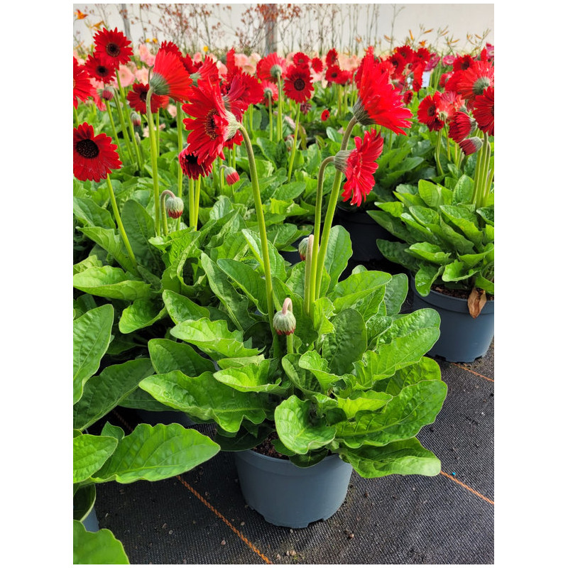 Gerbera Garvinea® 'Sweet chili'