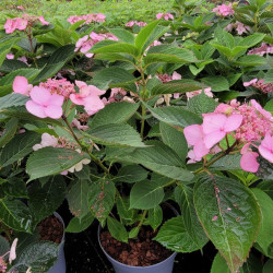 Hydrangea serrata 'Magic pillow' - hortensia