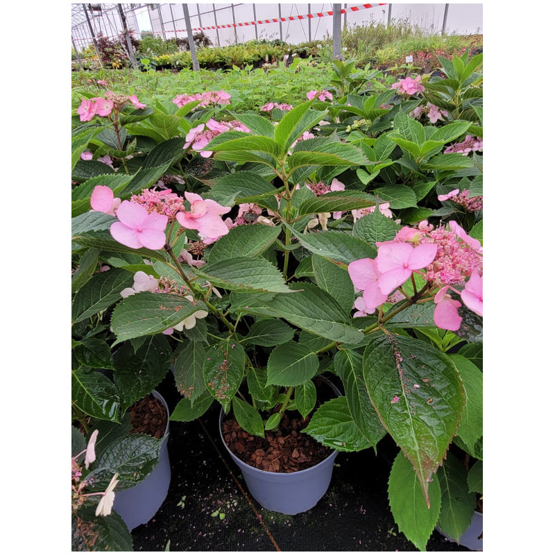 Hydrangea serrata 'Magic pillow'