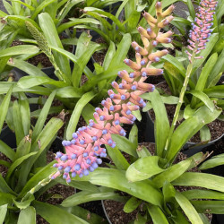 Aechmea gamosepala