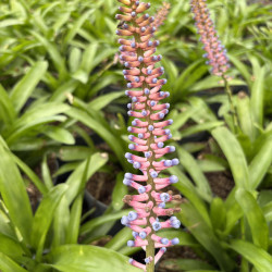 Aechmea gamosepala