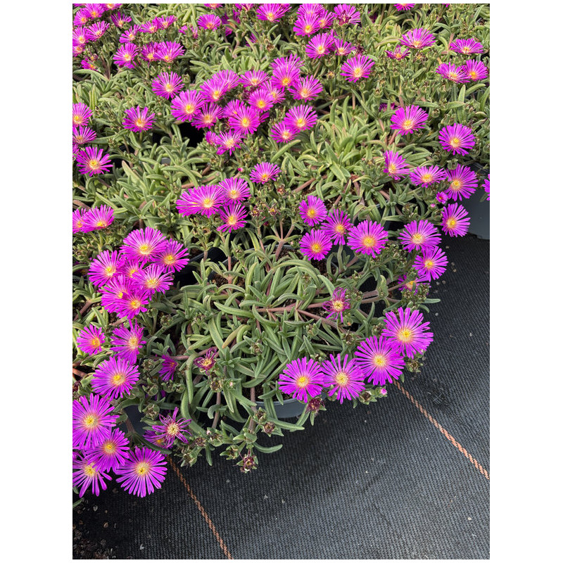 Delosperma cooperi 'Early Bird Purple'