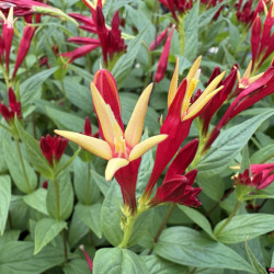 Spigelia marilandica 'Little Red Head'