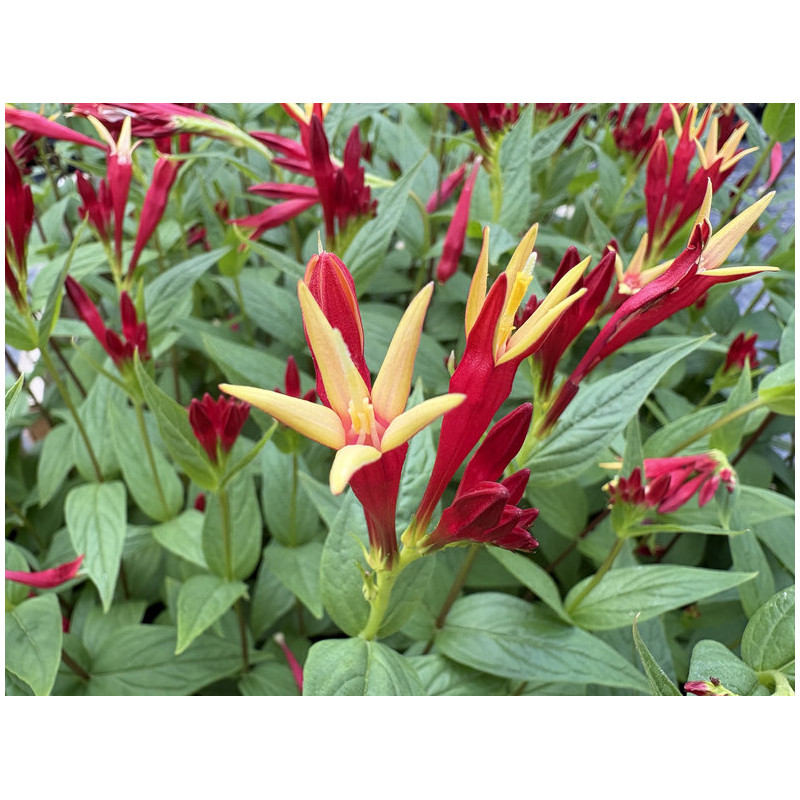 Spigelia marilandica 'Little Red Head'
