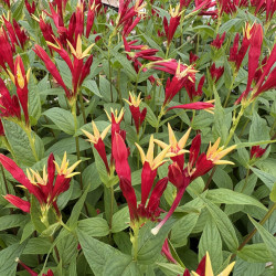 Spigelia marilandica 'Little Red Head'