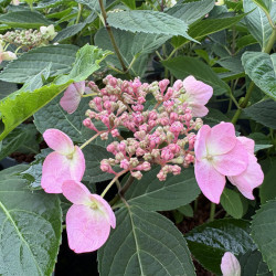 Hydrangea serrata 'Magic pillow' - hortensia