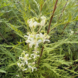 Lomatia tinctoria