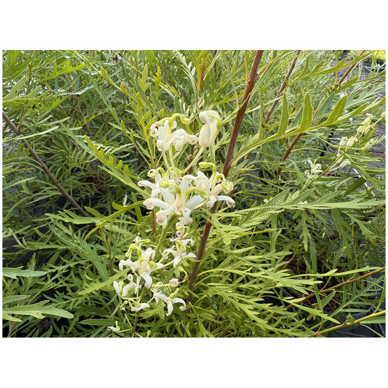Lomatia tinctoria