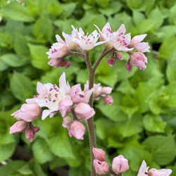 Oredenia 'Fusion of Fire'