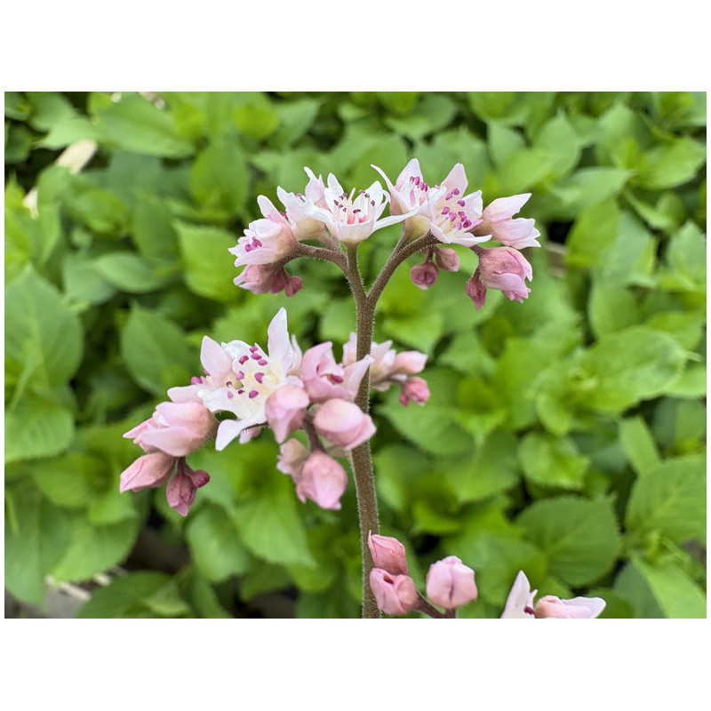 Oredenia 'Fusion of Fire'