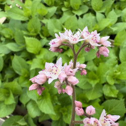 Oredenia 'Fusion of Fire'